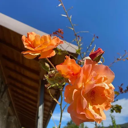 Quinta Dos Mouras 펜션 세로리코데바스토